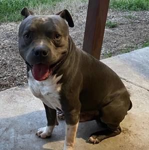 Meet your Posher, Beau